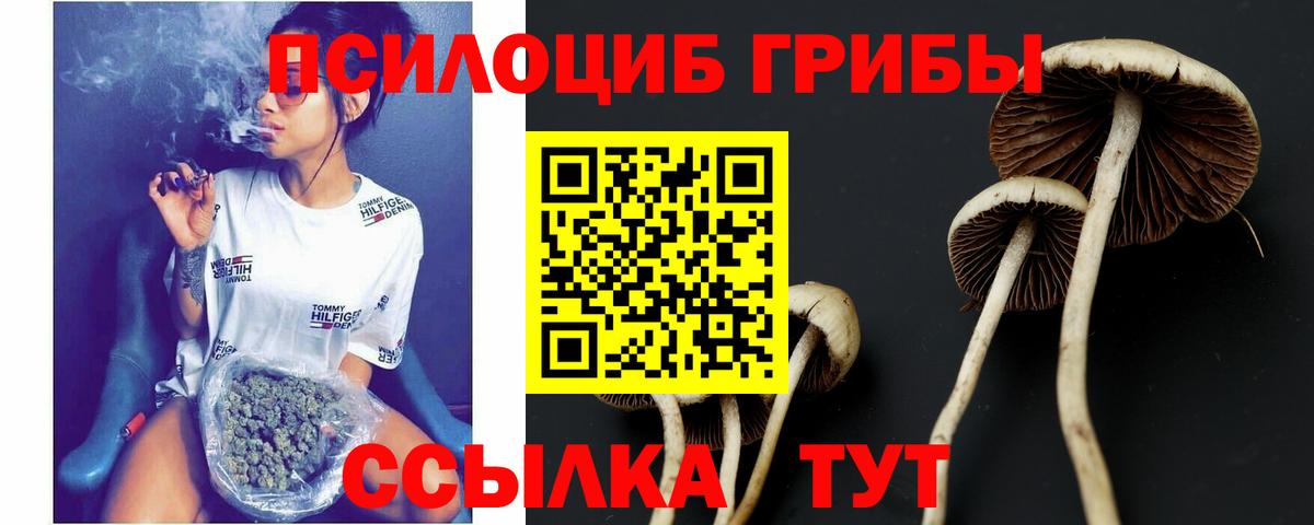 Псилоцибиновые грибы GOLDEN TEACHER Кизляр